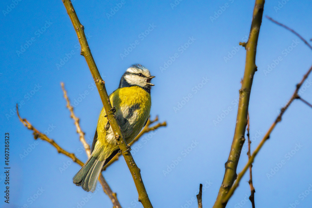 Eurasian Blue Tit in the morning light