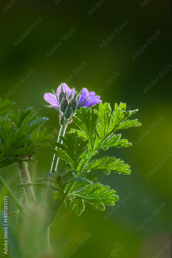 wild purple flowers of a meadow in the morning light
