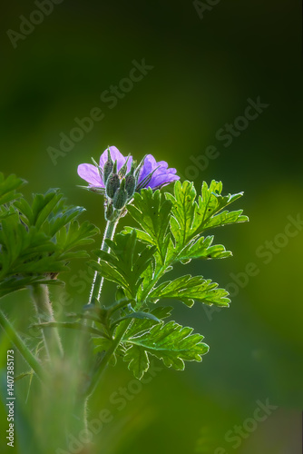 Obraz na płótnie wild purple flowers of a meadow in the morning light w salonie