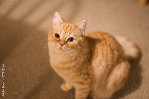 天使のような猫