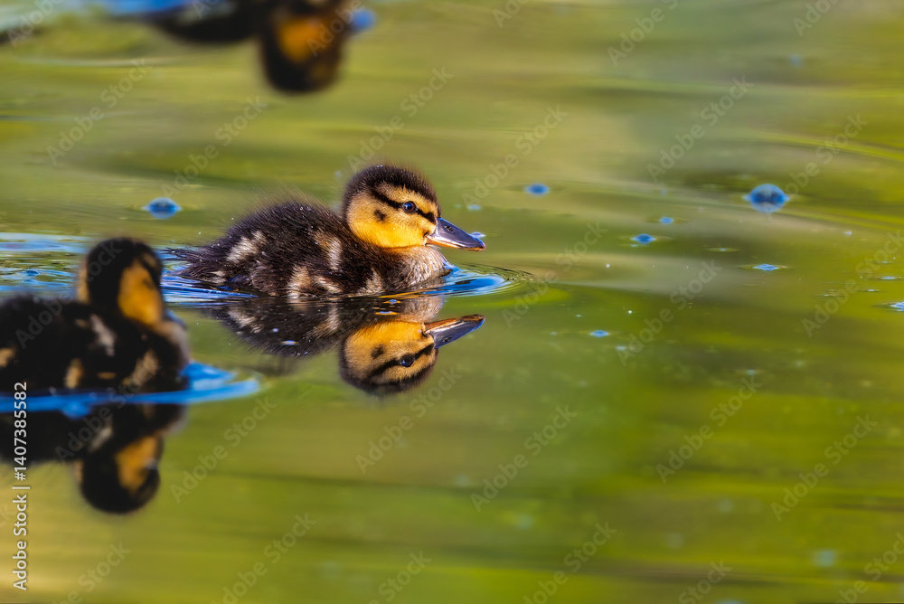 duckling in a pond in the morning light