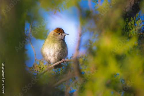 Eurasian Blackcap in the morning light