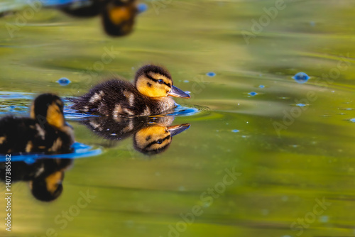 duckling in a pond in the morning light