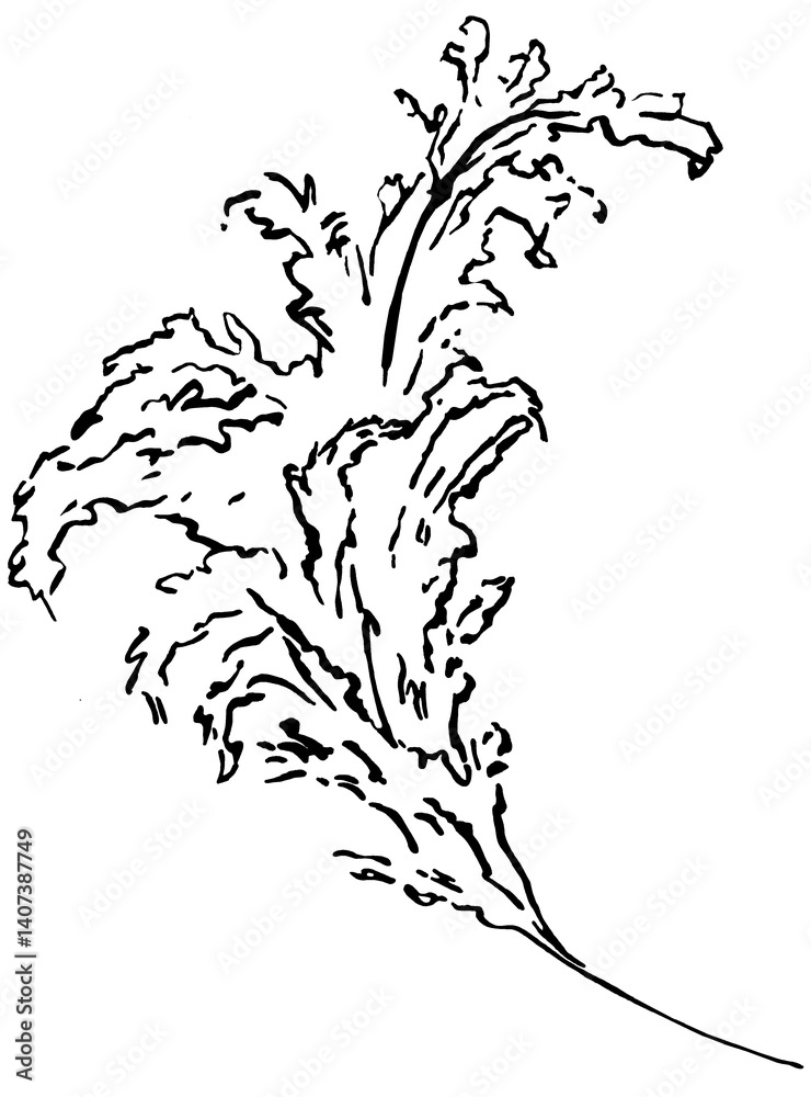 Hand drawn pampas grass, black outlines tropical wedding element, Bohemian isolated illustration