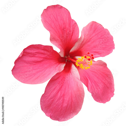 Wallpaper Mural Beautiful And Pink Hibiscus Flower Isolated On White Background Stock Photo Torontodigital.ca