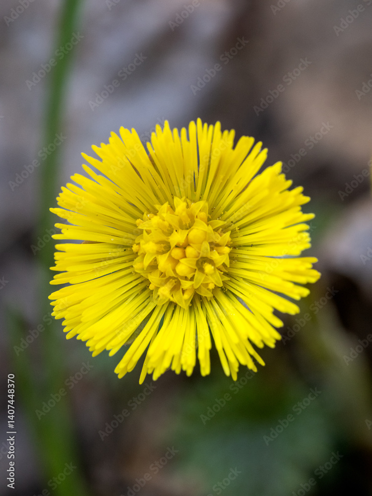 Tiny yellow flower Tiny yellow flower
