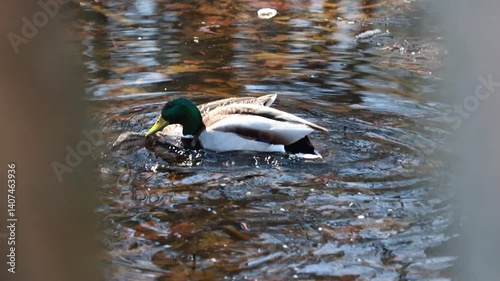 A Male Mallard Duck (Drake) and Female Hen Swimming Together in Water During the Mating Season, Showcasing Natural Wildlife Behavior. Partial View Through Obstruction Creates a Framed Effect.