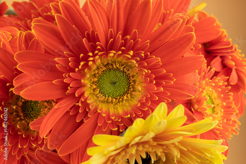 Fototapeta Naklejka Na Ścianę i Meble -  Blooming sunflower flowers
