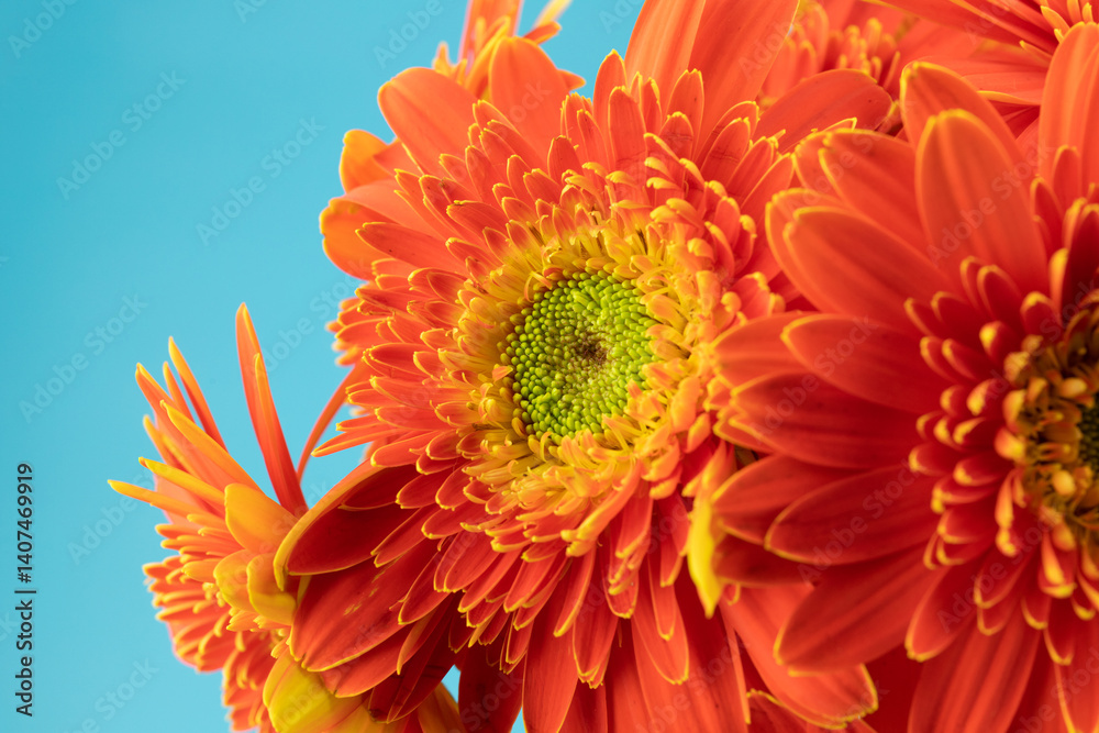 Obraz premium Blooming red sunflower flowers