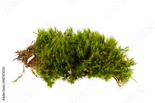 Photography green moss isolated on white or transparent png
