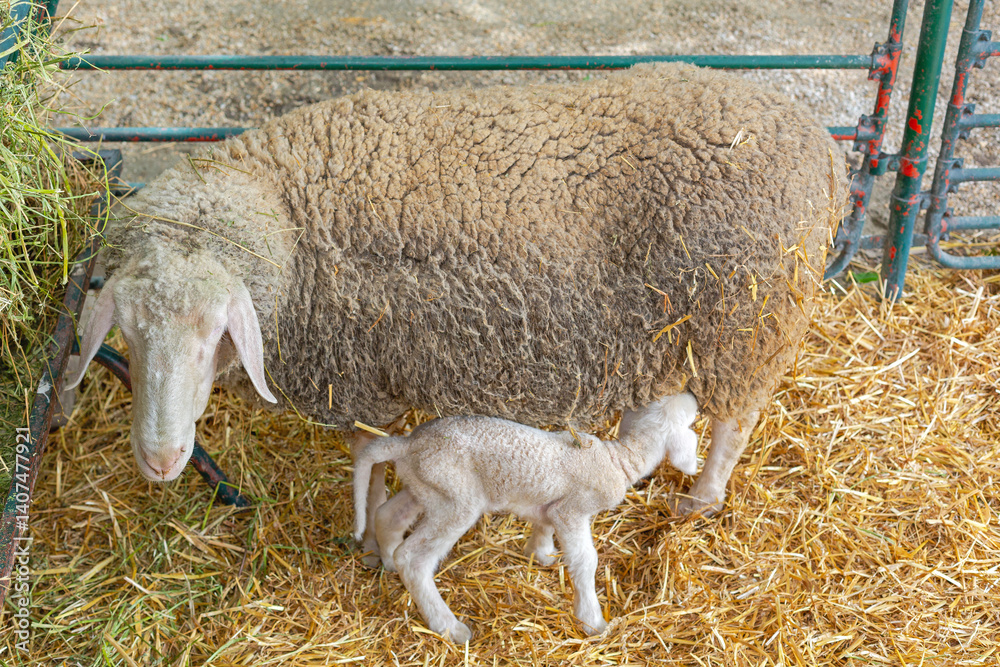 Small Newborn Lamb Suckling Ewe at Sheep Farm