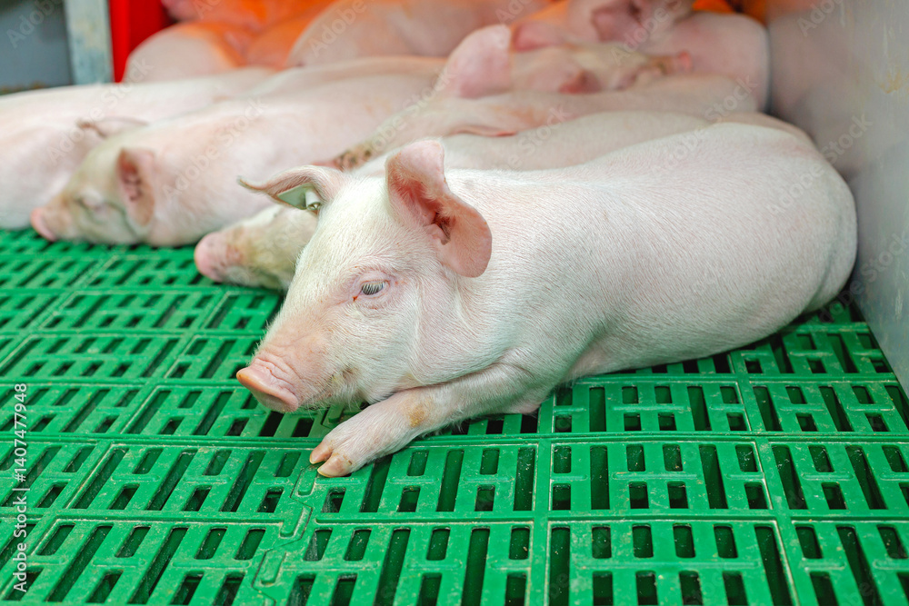 Little Piglet at Green Plastic Floor Modern Animal Farm