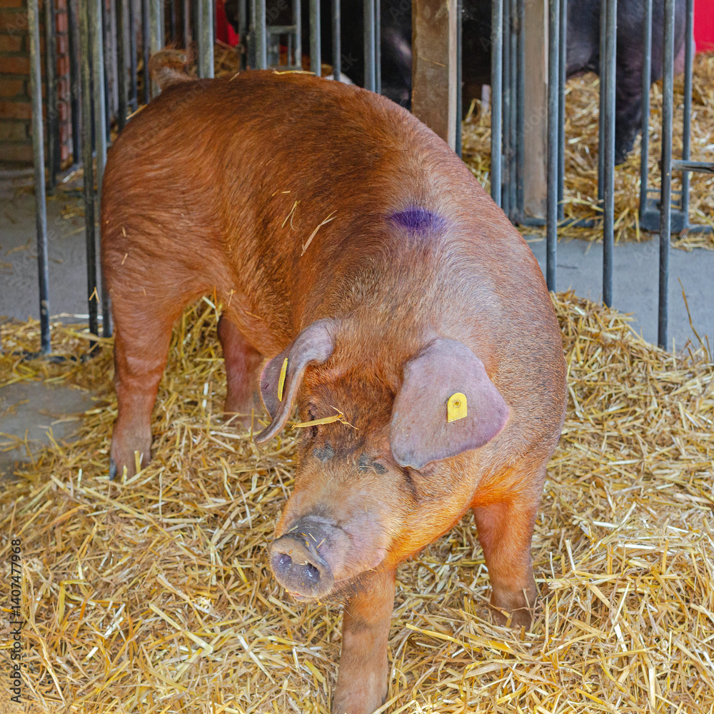 Large Red Hog in Enclosure at Animal Breeding Pig Farming