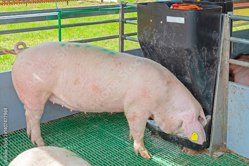 Obraz na płótnie Automated Pig Feeder Device at Modern Animal Farm Equipment w salonie