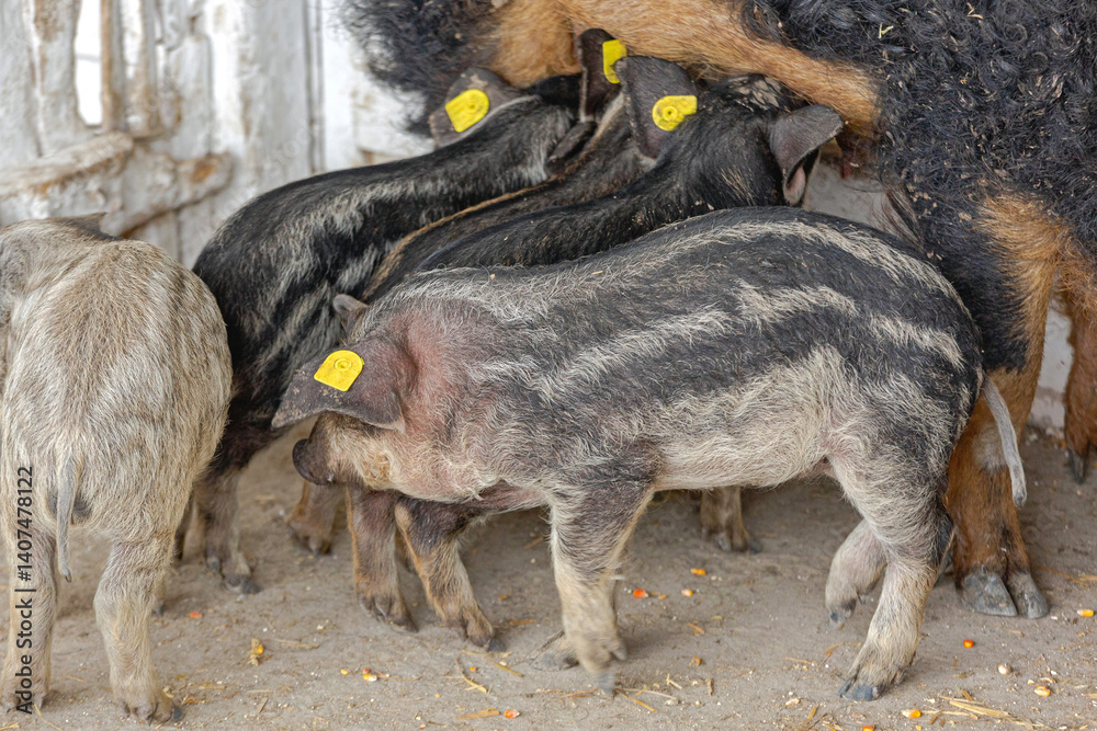 Newborn Piglets Grey and Black Mangalica Pig Hungarian Breed at Animal Farm