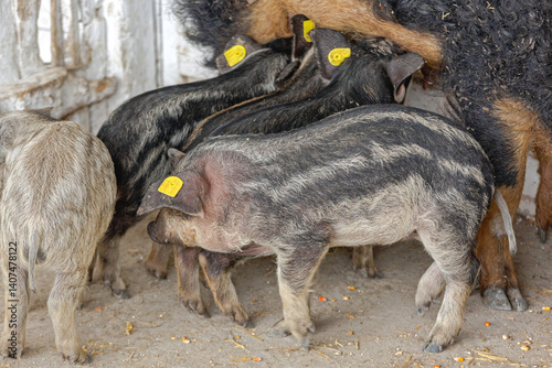 Obraz na płótnie Newborn Piglets Grey and Black Mangalica Pig Hungarian Breed at Animal Farm w salonie