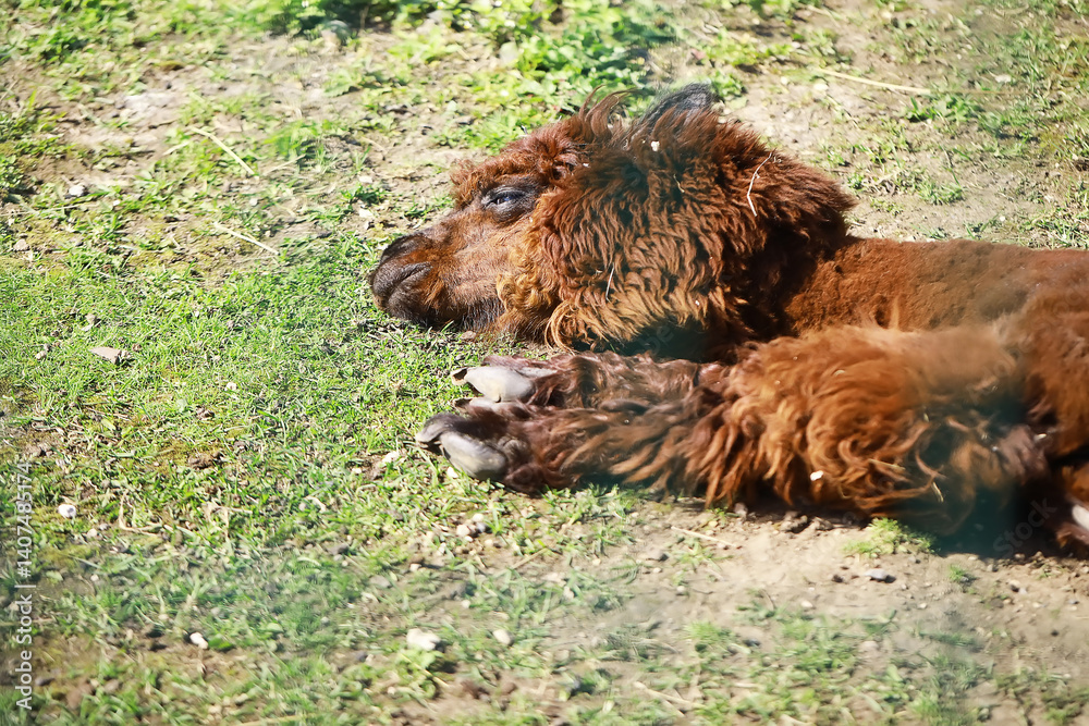 Obraz premium Adorable Brown Alpaca Lounging on Grass in Sunny Outdoor Pasture