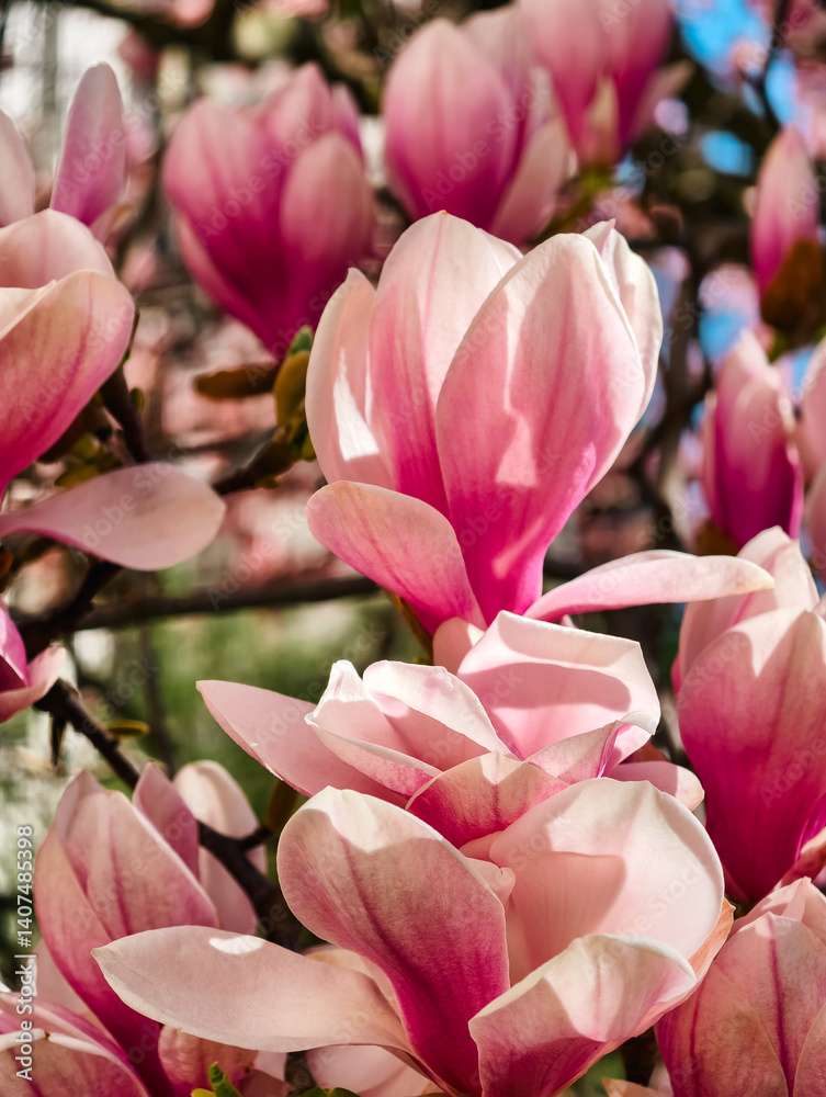 Obraz premium Experience the Beauty of Pink Magnolia Blossoms in Full Bloom: Captivating Close-Up of Elegant Spring Flowers with Vibrant Petals. Perfect for Nature Lovers.