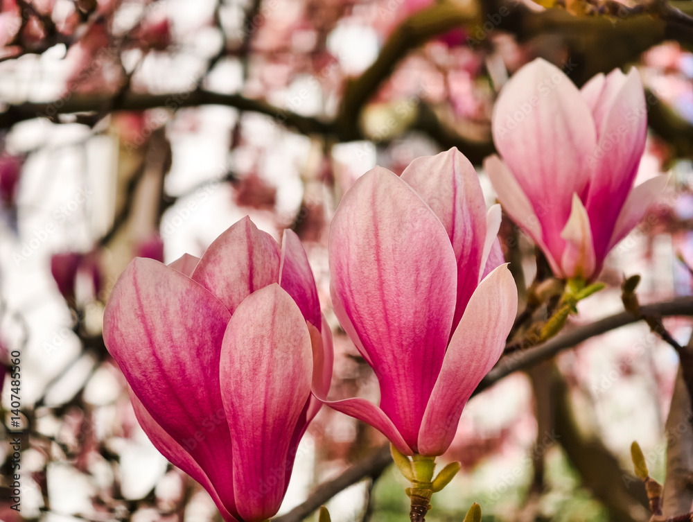 Experience the Beauty of Pink Magnolia Blossoms in Full Bloom: Captivating Close-Up of Elegant Spring Flowers with Vibrant Petals. Perfect for Nature Lovers. Experience the Beauty of Pink Magnolia Blossoms in Full Bloom: Captivating Close-Up of Elegant Spring Flowers with Vibrant Petals. Perfect for Nature Lovers.
