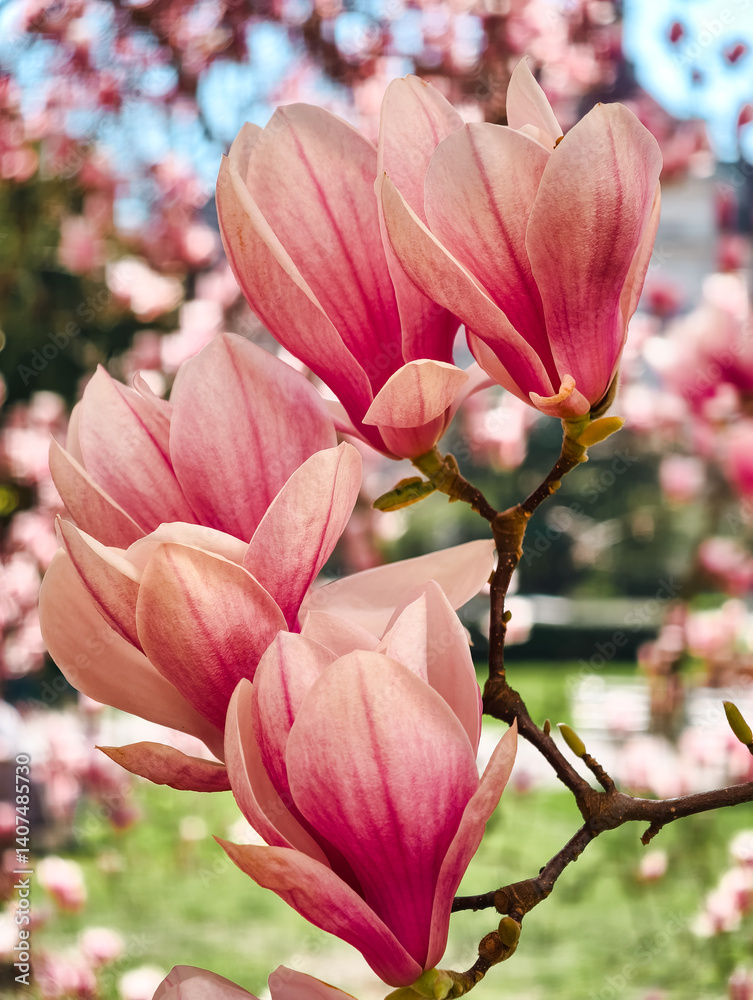 Experience the Beauty of Pink Magnolia Blossoms in Full Bloom: Captivating Close-Up of Elegant Spring Flowers with Vibrant Petals. Perfect for Nature Lovers. Experience the Beauty of Pink Magnolia Blossoms in Full Bloom: Captivating Close-Up of Elegant Spring Flowers with Vibrant Petals. Perfect for Nature Lovers.