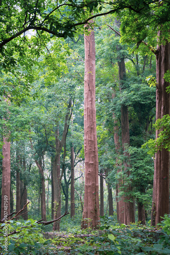 The world's oldest teak plantation, established in 1846 near Nilambur, Kerala, showcasing India's forestry heritage with its historic teak tree and scenic river side. 29 March 2025