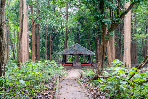 The world's oldest teak plantation, established in 1846 near Nilambur, Kerala, showcasing India's forestry heritage with its historic teak tree and scenic river side. 29 March 2025