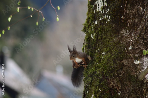 Eichhörnchen