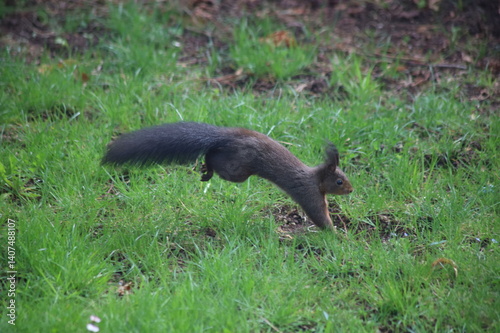 Eichhörnchen im Sprung