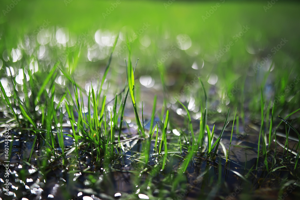 Fototapeta premium Fresh Dew on Vibrant Green Grass at Sunrise - Nature's Early Morning Beauty