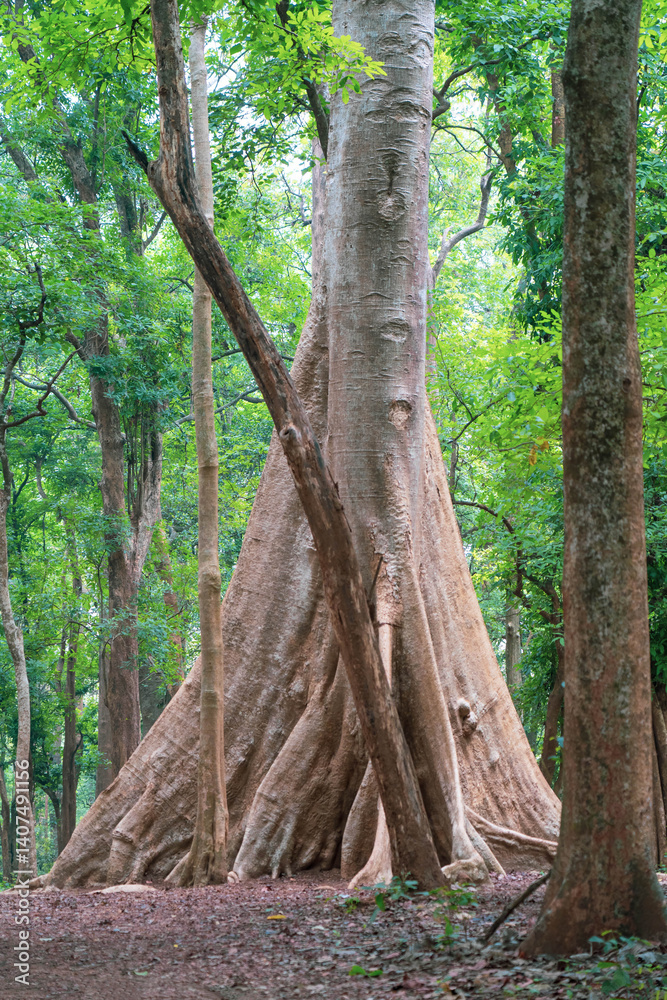 Obraz premium The world's oldest teak plantation, established in 1846 near Nilambur, Kerala, showcasing India's forestry heritage with its historic teak tree and scenic river side. 29 March 2025