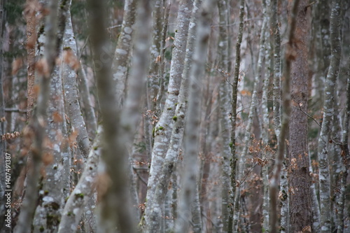 minimalistischer Wald