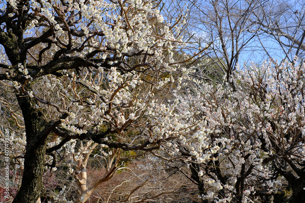 咲き乱れる桜達 咲き乱れる桜達