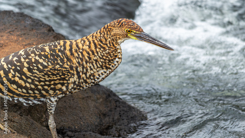 Juvenile Red-crowned Egret, Tigrisoma lineatum, in Iguazu National Park (Misiones, Argentina)