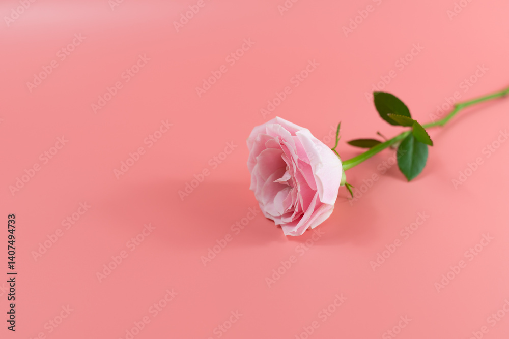 Fototapeta premium Pink lisianthus flowers