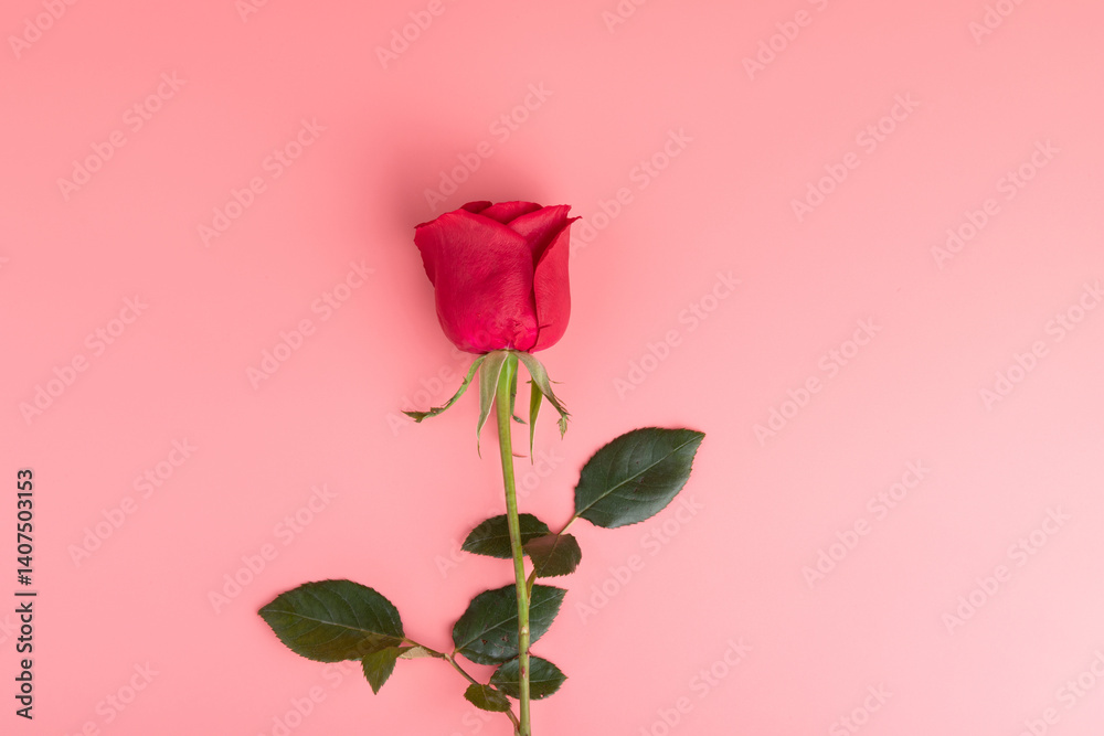 Obraz premium Valentine's Day, red roses
