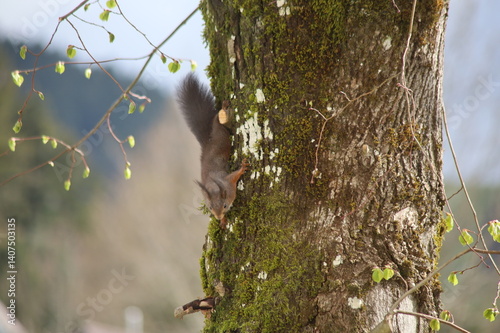 Eichhörnchen kopfüber