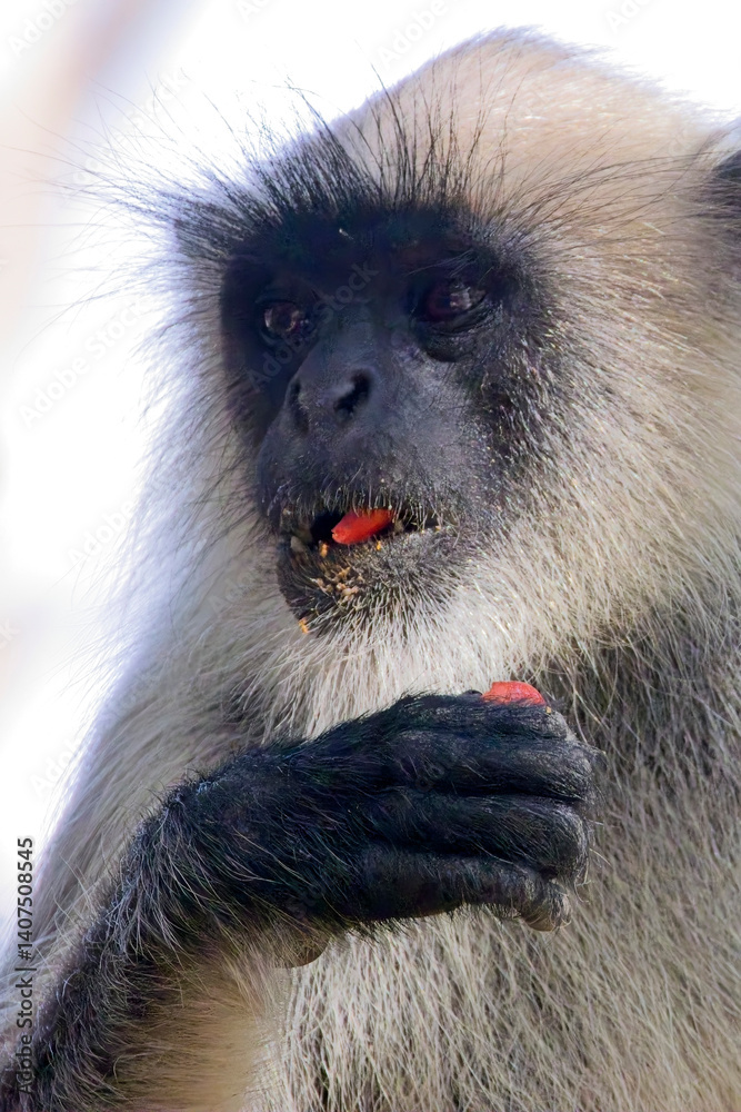 Obraz premium Northern Plains Grey Langur (Semnopithecus entellus), eating a red fruit, Gir National Park, (Sasan Gir), Gujarat, India.