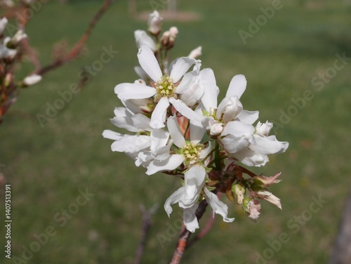 Принти на полотні Autumn Brilliance Serviceberry tree flowers, Colorado