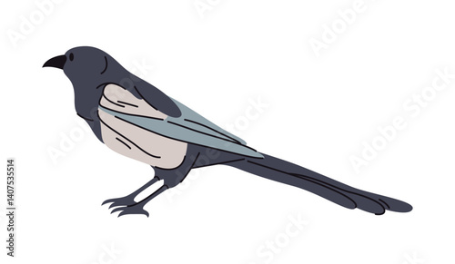 Avian with long tail and sturdy, pointed beak. Vector isolated magpie bird from folklore and superstition. Wildlife and fauna, animal with wings. Forests, grasslands and urban areas habitant