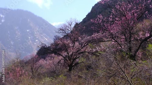 Blooming purple apricot trees in spring in gardens in the mountains of Turgen Gorge Almaty, Kazakhstan.