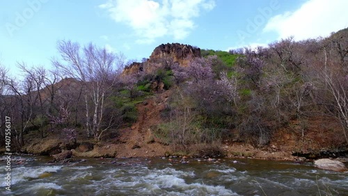 Blooming purple apricot trees in spring on rocks near a river in the mountains of Turgen Gorge, Almaty, Kazakhstan.