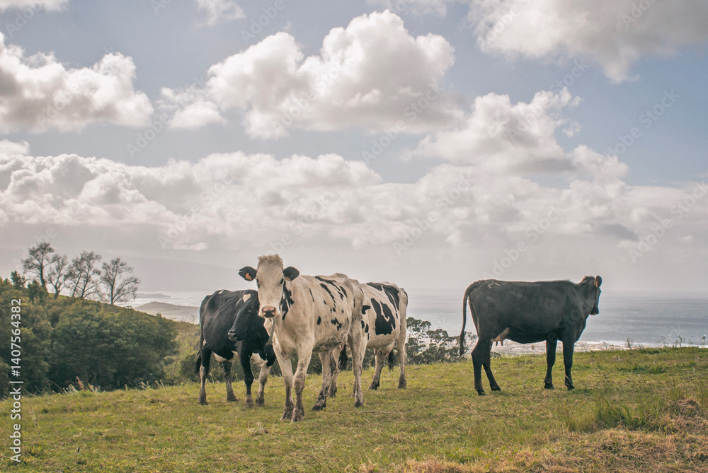 Cows graze on a grassy hill under a cloudy sky, Sao Miguel, Arores, Portugal
