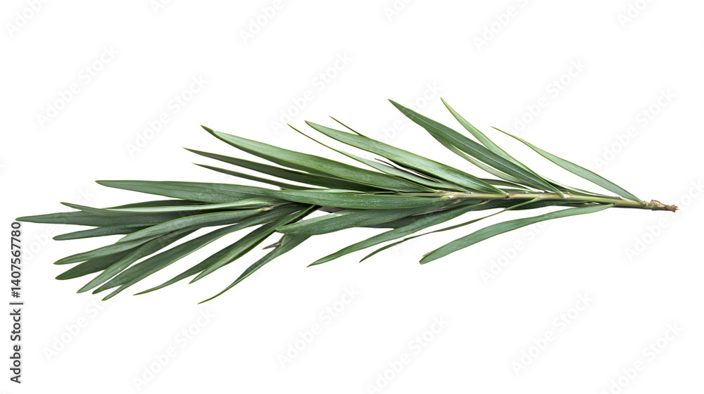 Fototapeta premium Lush Green Christmas Tree Branch with Long Needles Isolated on White Background