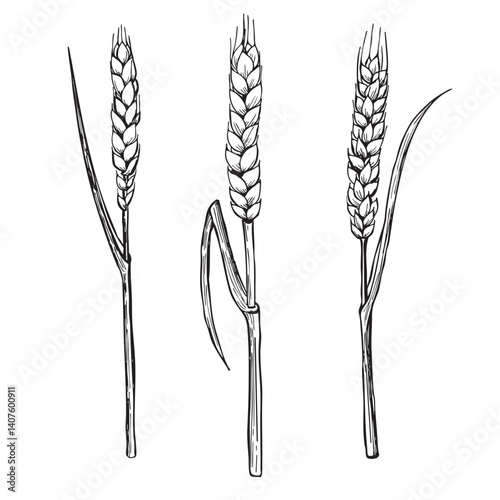 Vector hand drawn set with three malts. Can make any compositions yourself.