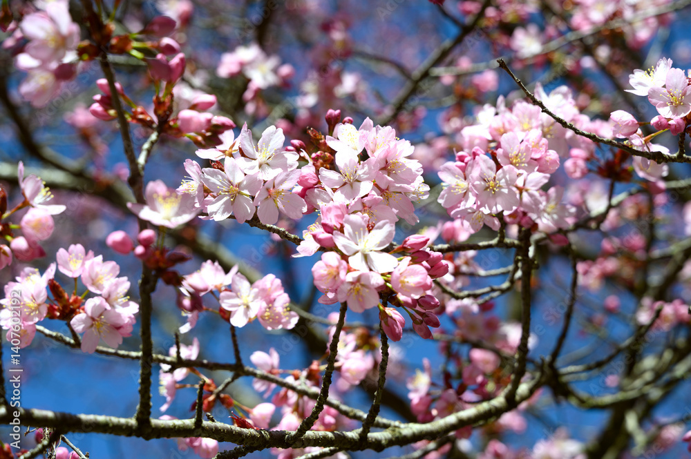 Spring bloom pink tree flowers. Spring background. Blossom texture. Spring bloom pink tree flowers. Spring background. Blossom texture.
