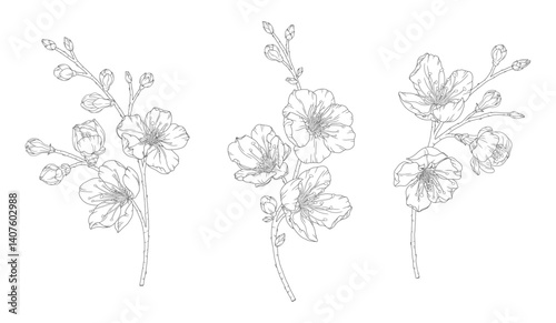 Apricot blossoms, set of beautiful branches in graceful thin line. Japanese sakura flowers outline. Hand drawn sketch of cherry blossom branch. Vector illustration