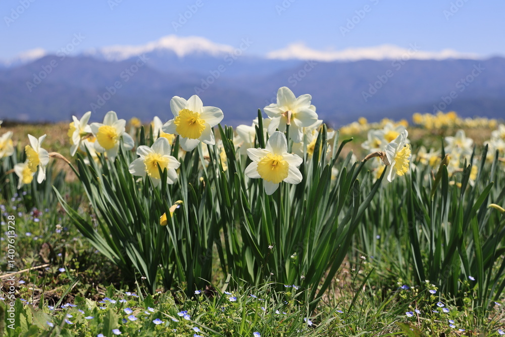 Fototapeta premium An abundance of golden daffodils blooming in front of a temple with the Central Alps in the background as seen from Komagane, Nagano Prefecture, Japan - April 12, 2025