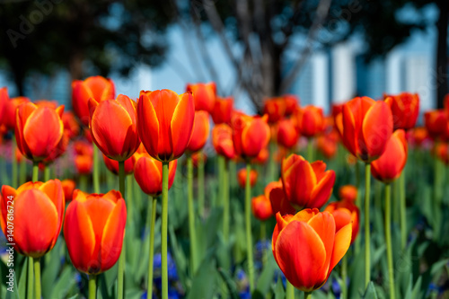 A sea of red tulips in the park in spring