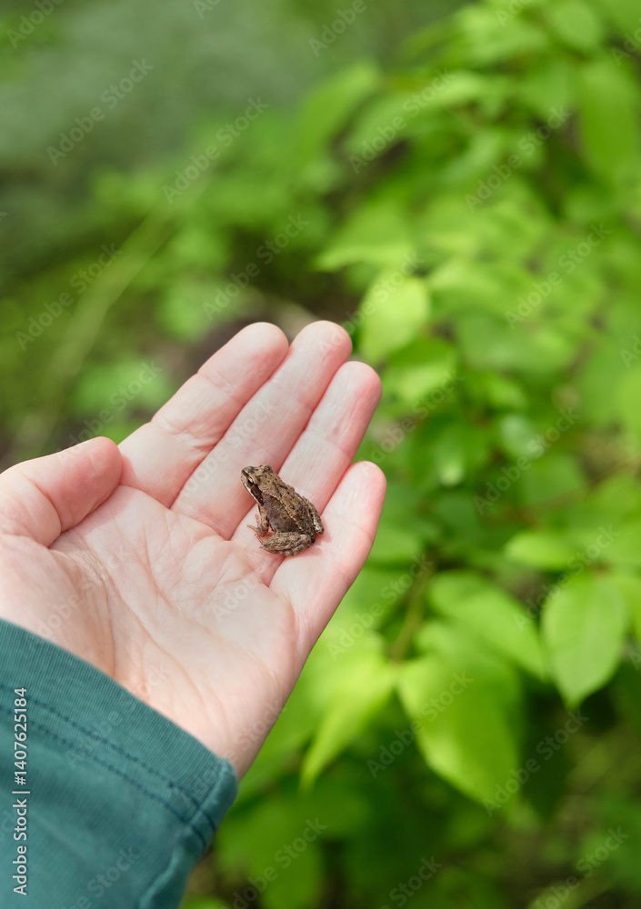 Obraz premium Little brown frog sitting in hand close up, abstract nature background. Beautiful wildlife scene. Fauna, Amphibian Animal care, Environmental protection, save wild nature concept. selective focus