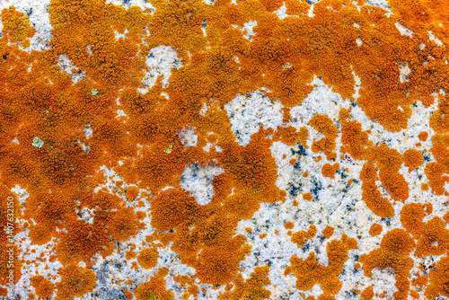 Bright orange lichen covering a rock.